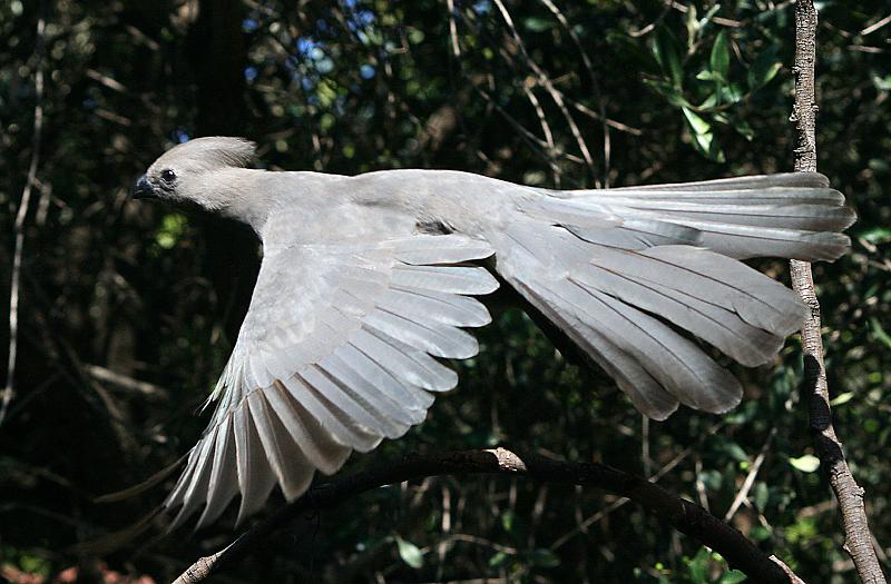 Kwe-voel vlieg 5.jpg - Hier kom ek...